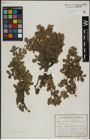 Foto von Salix herbacea L. x Salix kitaibeliana Willd.